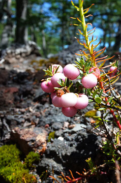 Wild pink berries of Pernettya mucronata or Prickly Heath evergreen shrub in Villarrica national park, Patagonia, Chile
