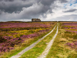 Open moorland with vibrant purple heather and an old building with a lonely track leading to it. The sky is dramatic and the building is remote.