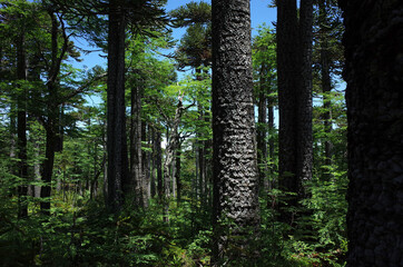 Araucaria araucana forest in Villarrica national park in Chile, South America nature