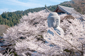 大仏と桜