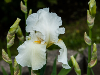 Fototapeta na wymiar Colorful iris blossom close up in arboretum