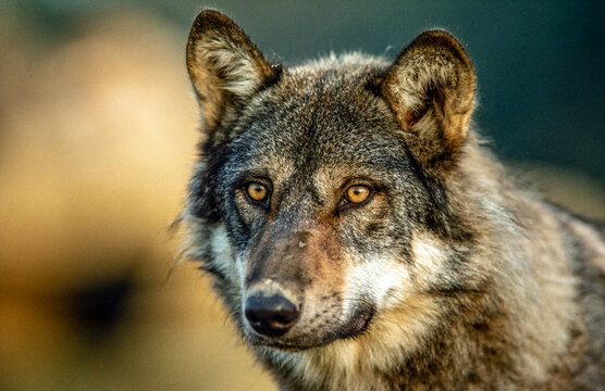Portrait of a European wolf in an animal park.