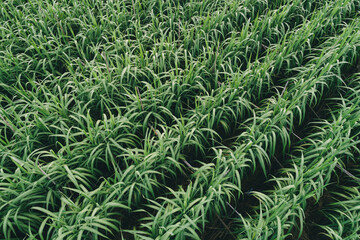 Aerial view of sugarcane plants growing at field