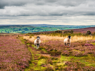 Swaledale sheep grazing on open moorland in a sea of vibrant purple heather. The skies are dramatic and the views are excellent, over the Yorkshire moors.