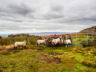 Swaledale sheep grazing on open moorland in a sea of vibrant purple heather. The skies are dramatic...
