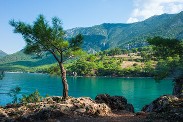 Fototapeta na wymiar Young lonely pine tree is standing in sunlight on rocky coast of Mediterranean sea, Turquoise water and mountains on background, Picturesque nature of Turkey in beautiful sunny day
