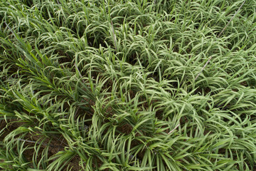 Aerial view of sugarcane plants growing at field