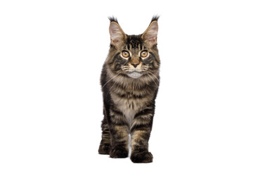 Maine Coon cat sneaking up with tassels on its ears and looking at the camera, isolated on white background, front view