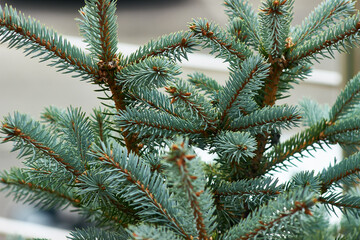 Blue spruce branches on a light background.
