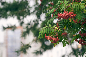 Autumn season. Autumn rowan berries on branch. Red berries and leaves. Rowan on a branch. Rowan berries on rowan tree. Sorbus aucuparia.