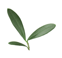 Fresh green olive leaves on white background