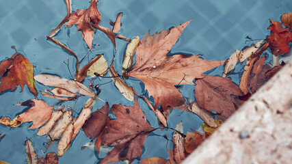 Golden autumn maple leaf lying in a pool -abstract background