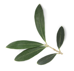 Olive tree branch with green leaves on white background