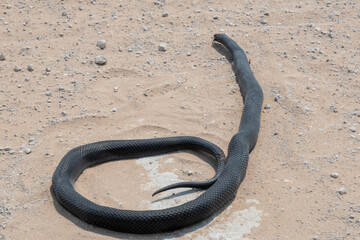 A dead black mamba - Dendroaspis polylepis -  on a white sandy road. The snake has no visible injuries and still looks alive.  The snake has large diamond shaped scales.