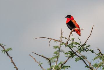 Northern Red Bishop - Euplectes franciscanus, beautiful red and black weaver from African bushes and savannahs, Murchison falls, Uganda.