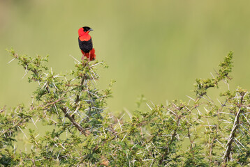 Northern Red Bishop - Euplectes franciscanus, beautiful red and black weaver from African bushes and savannahs, Murchison falls, Uganda.