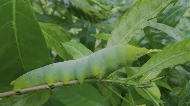 caterpillar