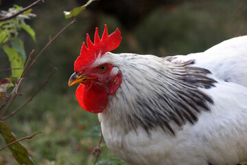 Domestic chickens in the yard of the farm