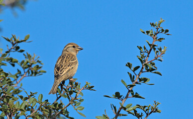 Italian Sparrow - Passer italiae, Crete