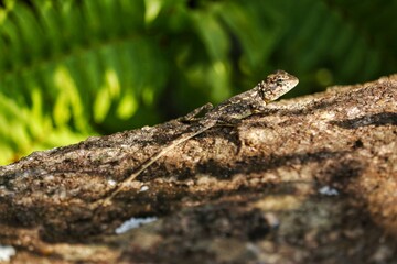 lizard on the tree