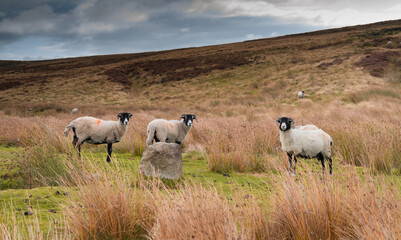 Naklejka na ściany i meble Swaledale sheep on a Northumberland Moor