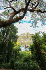 Fototapeta premium Naturaleza 