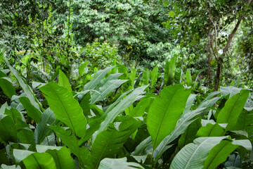 Obraz premium Plantas