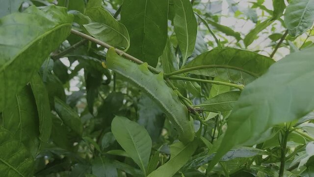 caterpillar