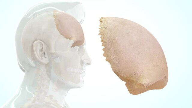 Human frontal lobe anatomy 3d rendered video clip