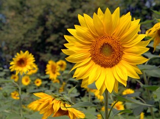 Obraz premium Yellow sunflower in the flowering period. Sunflower for growing seeds and making sunflower oil.