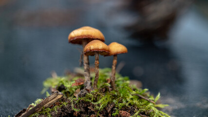 three small orange brown mushrooms on moss covered tree stump
