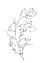 Digital illustration of magnolia flowers, black and white.