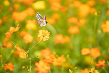 キバナコスモスと蝶々