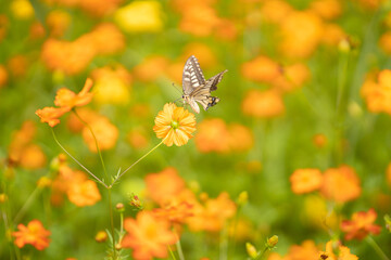 キバナコスモスと蝶々