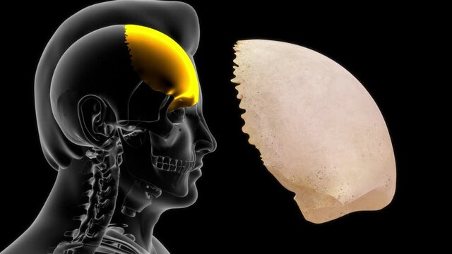 Human frontal lobe anatomy 3d rendered video clip