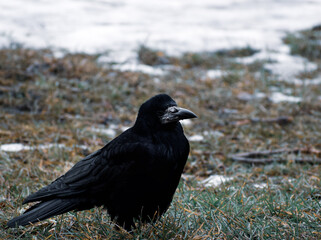 the rook