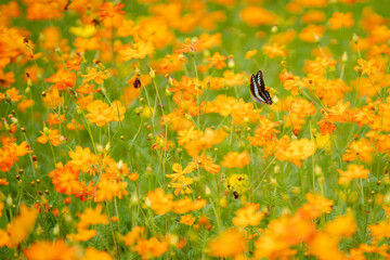 キバナコスモスと蝶々