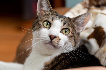 見つめる猫　キジトラ猫