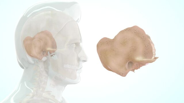Human temporal bone anatomy 3d rendered video clip