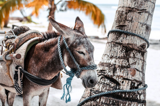 Esel an der Palme - Dominikanische Republik