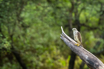 Shikra or Accipiter badius or little banded goshawk bird portrait perched in natural green background in outdoor wildlife safari at jhalana forest reserve jaipur india