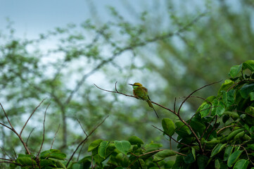 Green bee eater or Merops orientalis perched on a branch in natural green during rainy and monsoon season at ranthambore national park rajasthan india