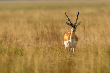 Wild male blackbuck or antilope cervicapra or indian antelope head on in grassland of tal chhapar sanctuary churu rajasthan india