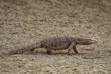monitor lizard or bengal monitor or common indian monitor or varanus bengalensis full length portrait in outdoor wildlife safari at forest of central india