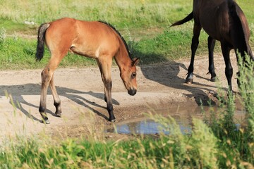 Fototapeta premium Horse chils and mother horse her beautiful foal on a field