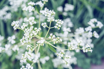 White flowers blooming in autumn
