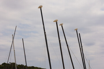Fototapeta premium Black masts of small sailboats