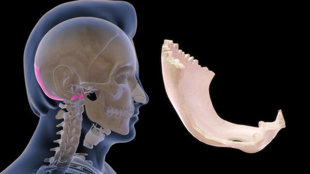 human occipital bone anatomy 3d illustration