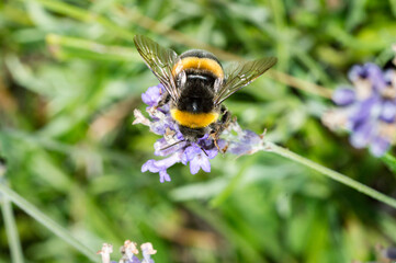 Macro photography of a bumblebee feeding from lavender.