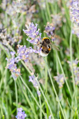 Macro photography of a bumblebee feeding in the garden.